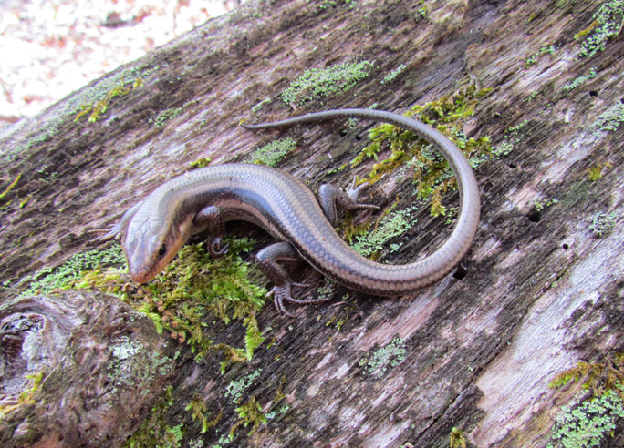 Five-lined Skink